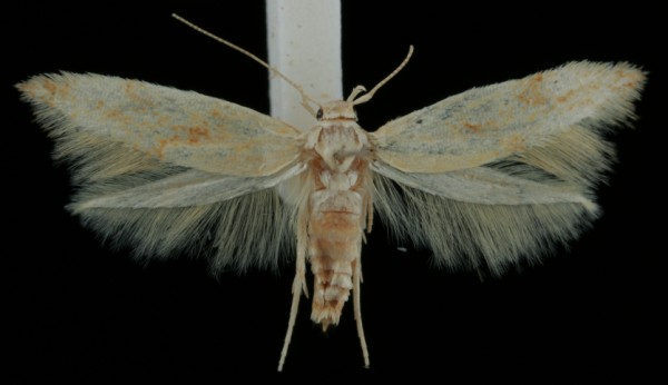 Mompha ochraceella Mompha ochraceella