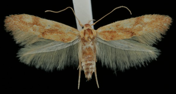 Mompha ochraceella Mompha ochraceella