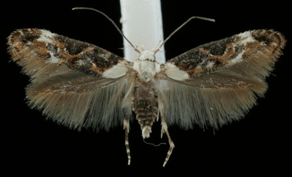 Mompha propinquella Mompha propinquella