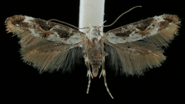 Mompha divisella Mompha divisella