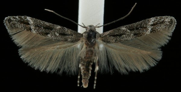 Mompha sturnipennella Mompha sturnipennella