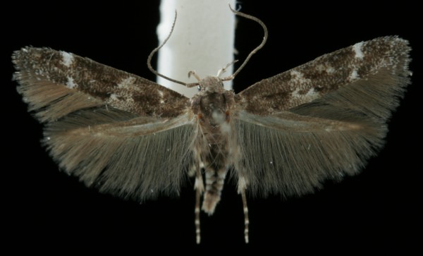 Mompha subbistrigella Mompha subbistrigella