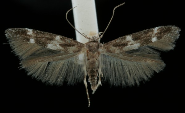 Mompha subbistrigella Mompha subbistrigella