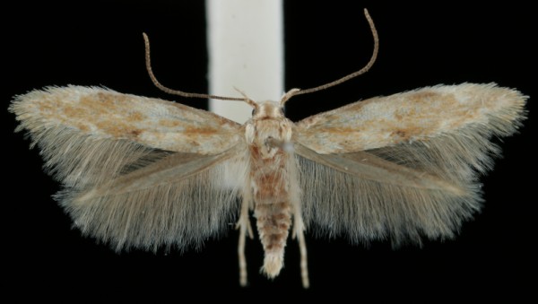 Mompha epilobiella Mompha epilobiella