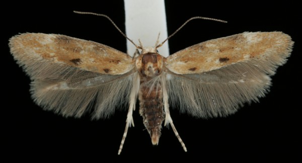 Mompha epilobiella Mompha epilobiella