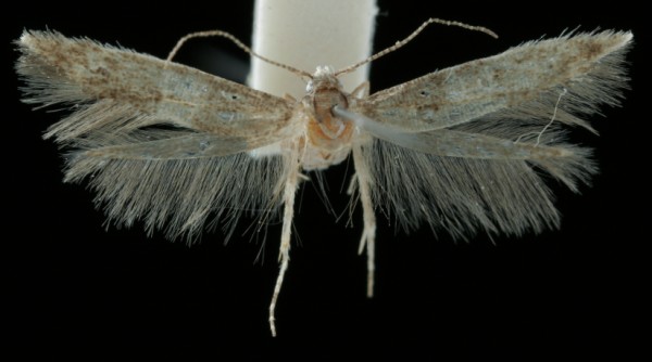 Sorhagenia rhamniella Sorhagenia rhamniella