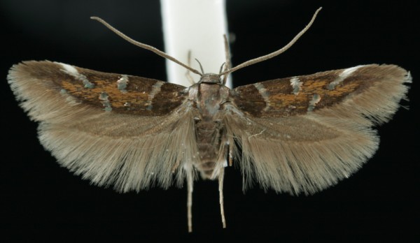 Pancalia schwarzella Pancalia schwarzella