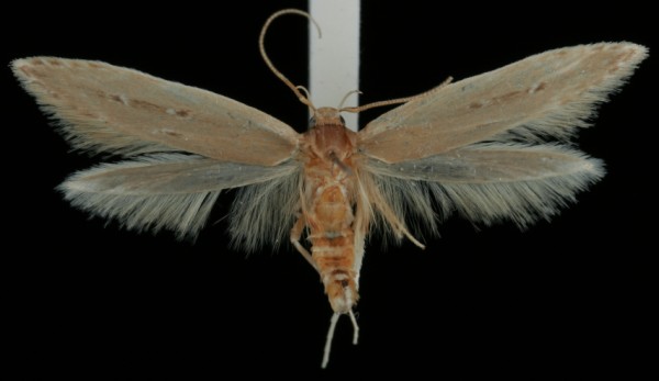 Limnaecia phragmitella