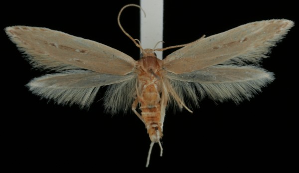Limnaecia phragmitella Limnaecia phragmitella