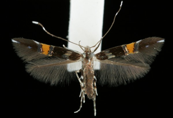 Cosmopterix zieglerella