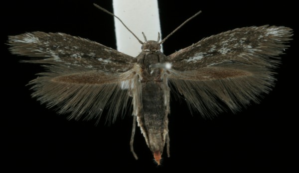 Scythris cicadella Scythris cicadella