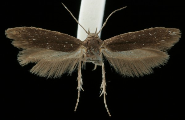 Scythris potentillella Scythris potentillella