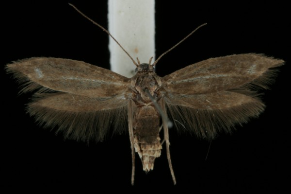 Scythris knochella Scythris knochella