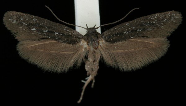 Scythris inspersella Scythris inspersella