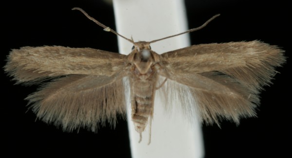 Scythris tributella Scythris tributella