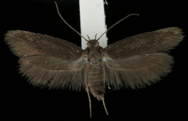 Scythris picaepennis Scythris picaepennis