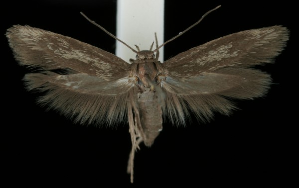Scythris picaepennis Scythris picaepennis