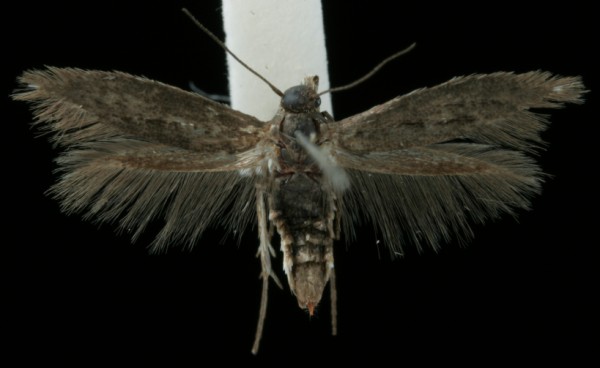 Scythris siccella Scythris siccella