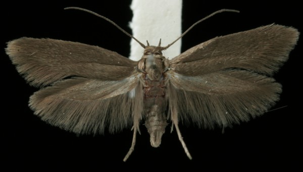 Scythris ericivorella Scythris ericivorella