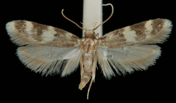 Oegoconia novimundi Oegoconia novimundi