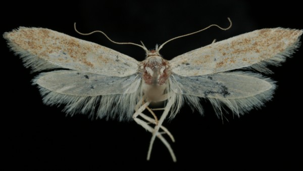 Blastobasis lacticolella Blastobasis lacticolella