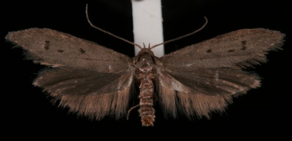 Hypatopa binotella Hypatopa binotella