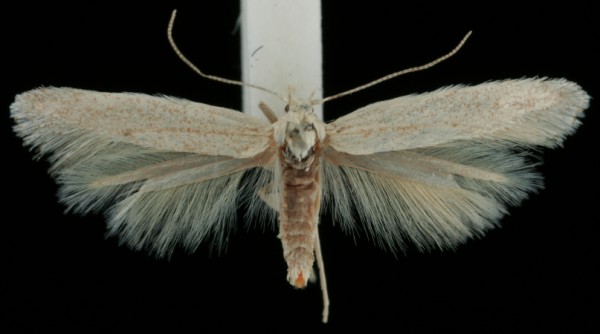 Apatetris kinkerella Apatetris kinkerella