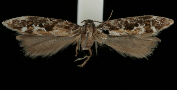 Aristotelia subdecurtella Aristotelia subdecurtella