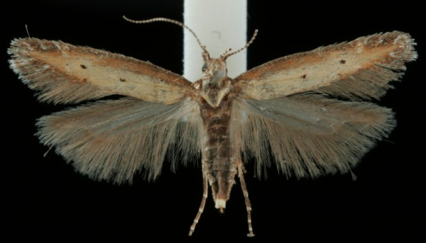 Aristotelia brizella Aristotelia brizella