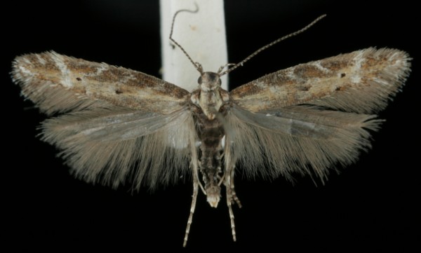 Aristotelia brizella Aristotelia brizella
