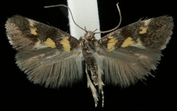 Chrysoesthia sexguttella Chrysoesthia sexguttella