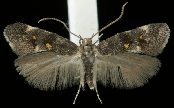 Chrysoesthia sexguttella Chrysoesthia sexguttella