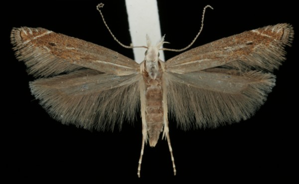 Isophrictis striatella Isophrictis striatella