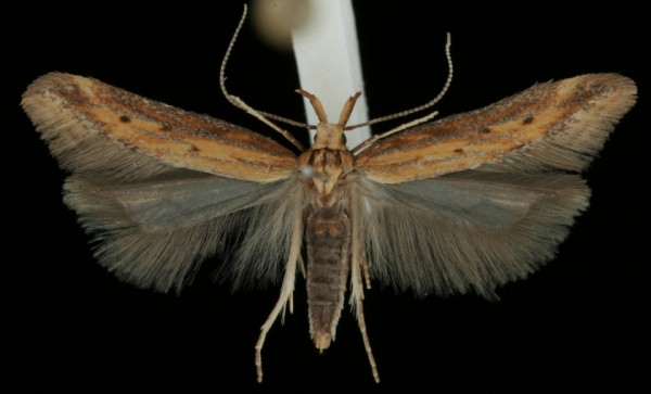 Metzneria metzneriella Metzneria metzneriella