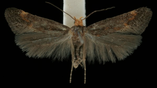 Apodia bifractella Apodia bifractella