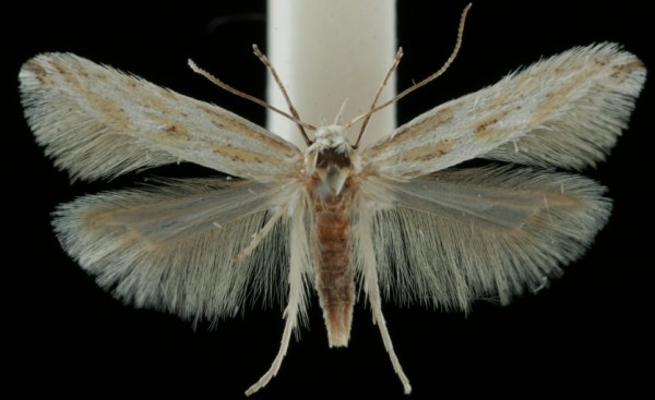 Ptocheuusa paupella Ptocheuusa paupella