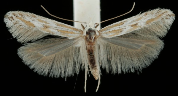 Ptocheuusa paupella Ptocheuusa paupella