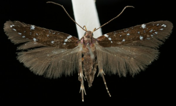 Argolamprotes micella Argolamprotes micella