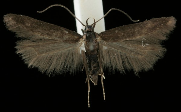 Monochroa tenebrella Monochroa tenebrella