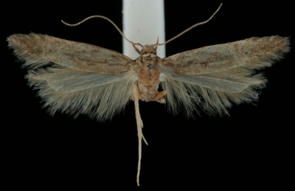 Monochroa elongella Monochroa elongella