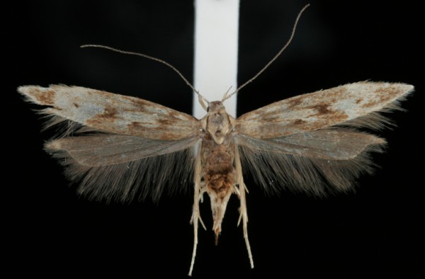 Monochroa lucidella Monochroa lucidella