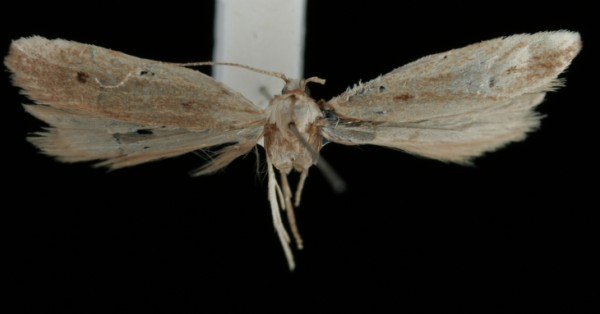 Monochroa divisella Monochroa divisella
