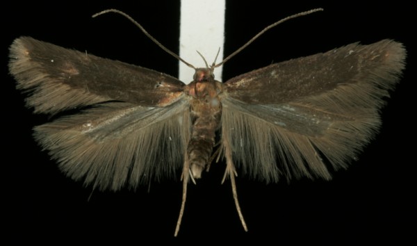 Eulamprotes unicolorella Eulamprotes unicolorella