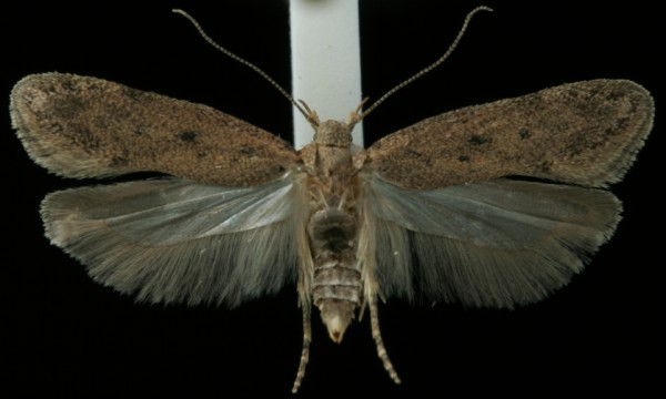 Bryotropha terrella Bryotropha terrella