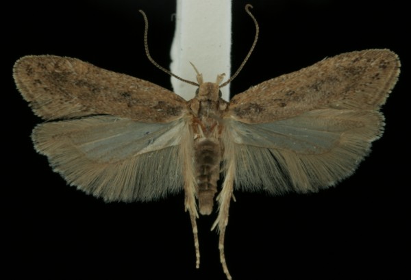 Bryotropha desertella Bryotropha desertella