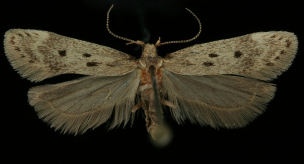 Bryotropha galbanella Bryotropha galbanella