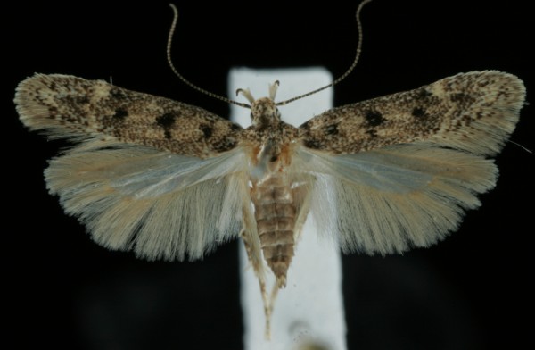 Bryotropha domestica Bryotropha domestica