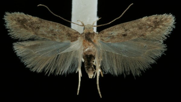 Bryotropha senectella Bryotropha senectella
