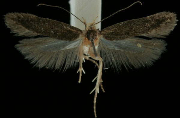 Bryotropha senectella Bryotropha senectella