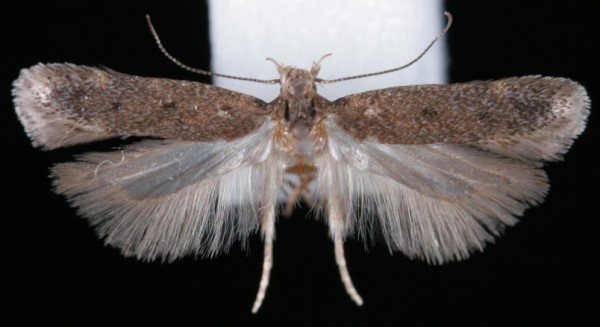 Bryotropha senectella